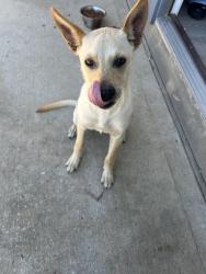 Found/Stray Male Dog last seen Road 5503, Cleveland, TX 77327