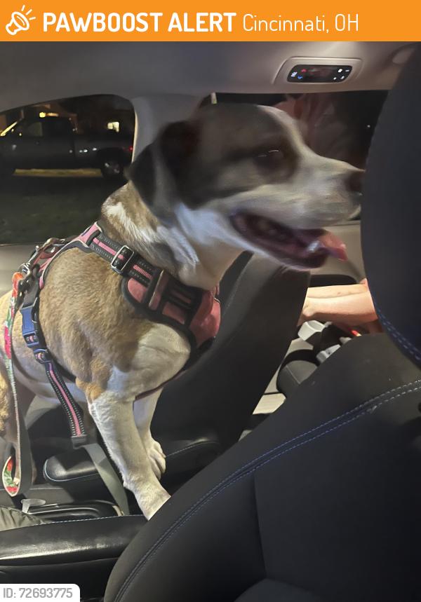 Found/Stray Female Dog last seen Cambridge , Cincinnati, OH 45230