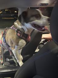 Found/Stray Female Dog last seen Cambridge , Cincinnati, OH 45230