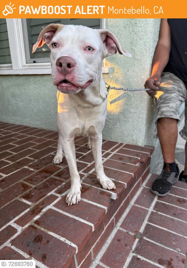 Found/Stray Male Dog last seen Beach & Greenwood, Montebello, CA 90640