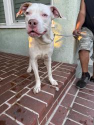 Found/Stray Male Dog last seen Beach & Greenwood, Montebello, CA 90640