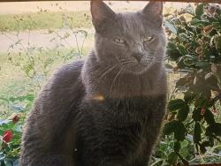 Lost Male Cat last seen N. Main Street Miamisburg Ohio , Miamisburg, OH 45342