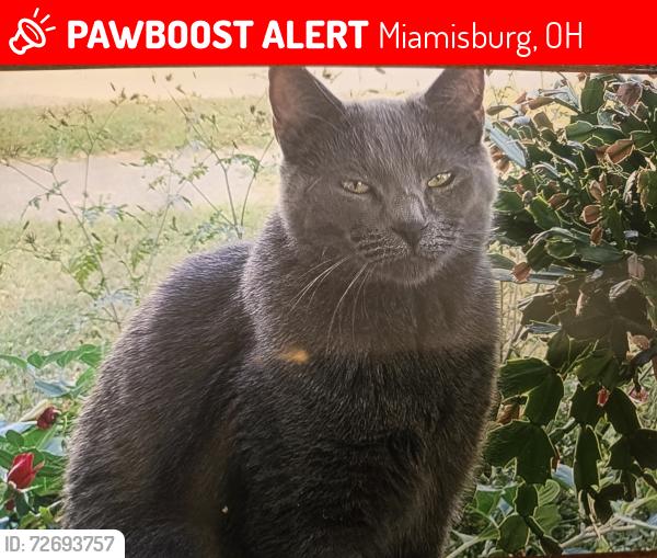 Lost Male Cat last seen N. Main Street Miamisburg Ohio , Miamisburg, OH 45342