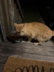 Found/Stray Unknown Cat last seen 107th Street and Carter Lane, Jacksonville, FL 32244