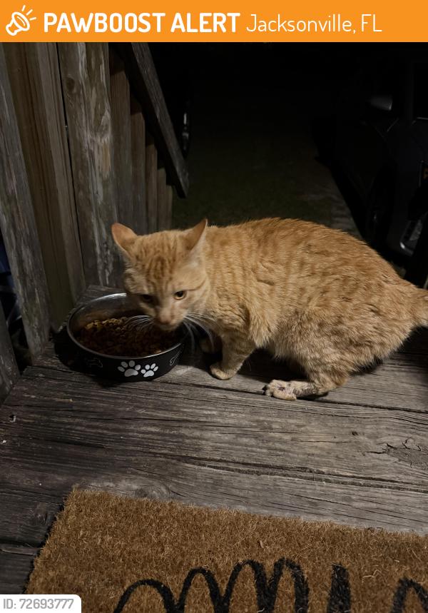 Found/Stray Unknown Cat last seen 107th Street and Carter Lane, Jacksonville, FL 32244