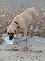 Found/Stray Female Dog last seen 14th St And Forest St, Riverside, CA 92507