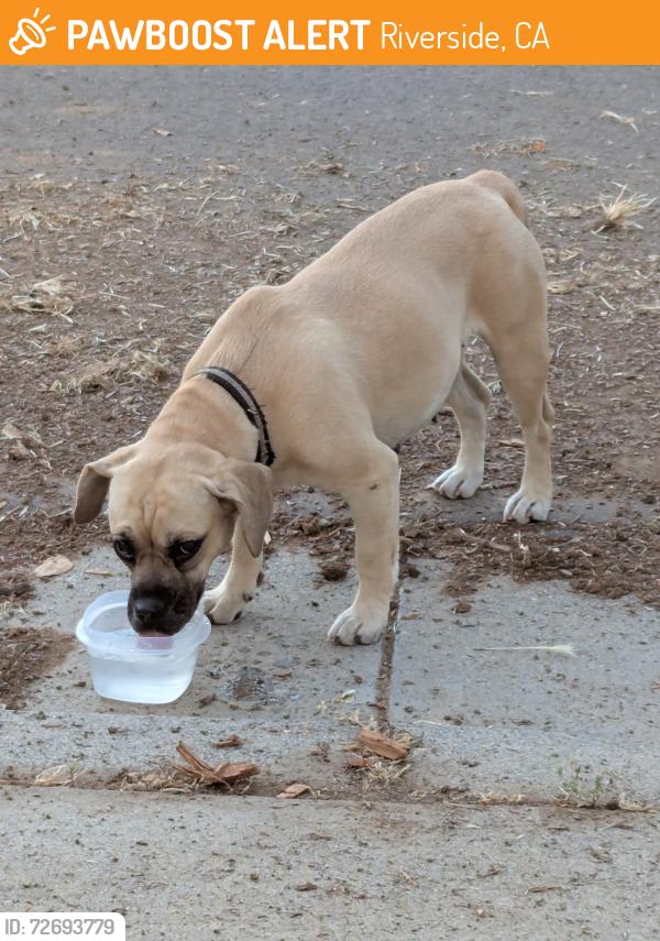 Found/Stray Female Dog last seen 14th St And Forest St, Riverside, CA 92507