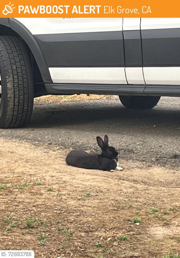 Found/Stray Unknown Rabbit last seen Elk grove florin, Elk Grove, CA 95624