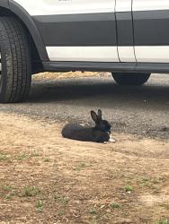 Found/Stray Unknown Rabbit last seen Elk grove florin, Elk Grove, CA 95624