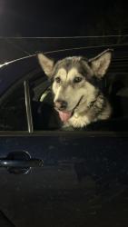 Found/Stray Female Dog last seen S Broadway and Evans, Aurora, IL 60505