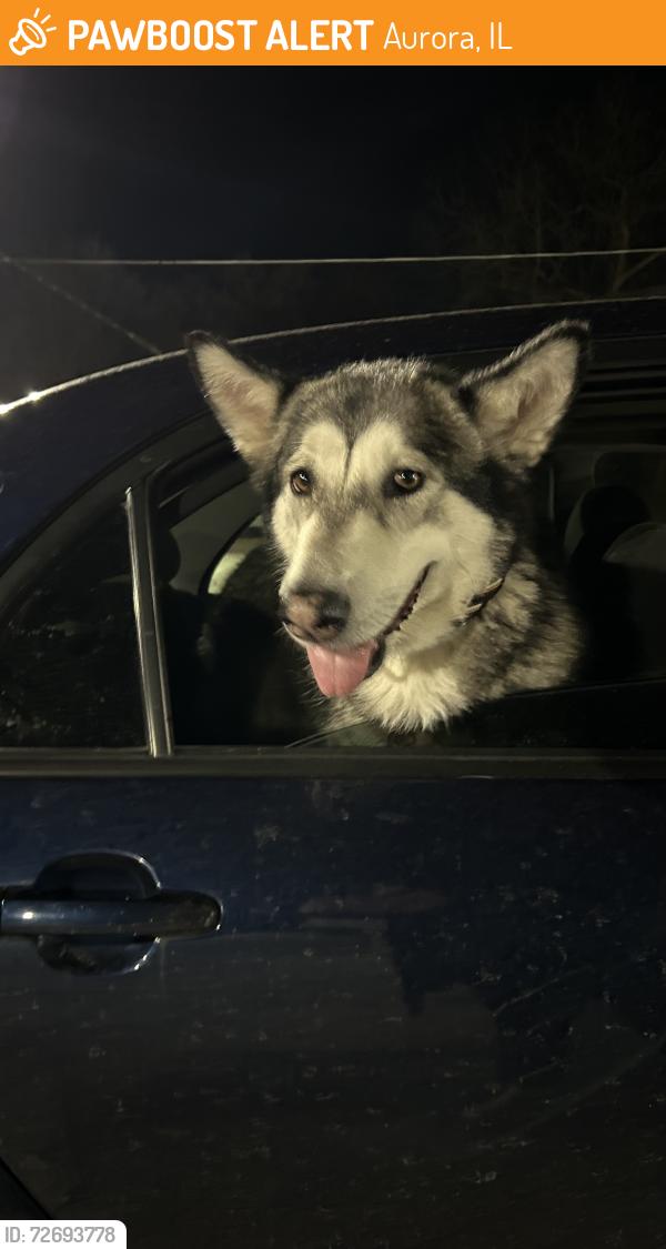 Found/Stray Female Dog last seen S Broadway and Evans, Aurora, IL 60505