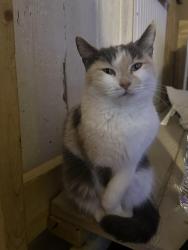 Lost Female Cat last seen Buffalo dr and Wagon wheel in trailer park, Mesquite, TX 75181
