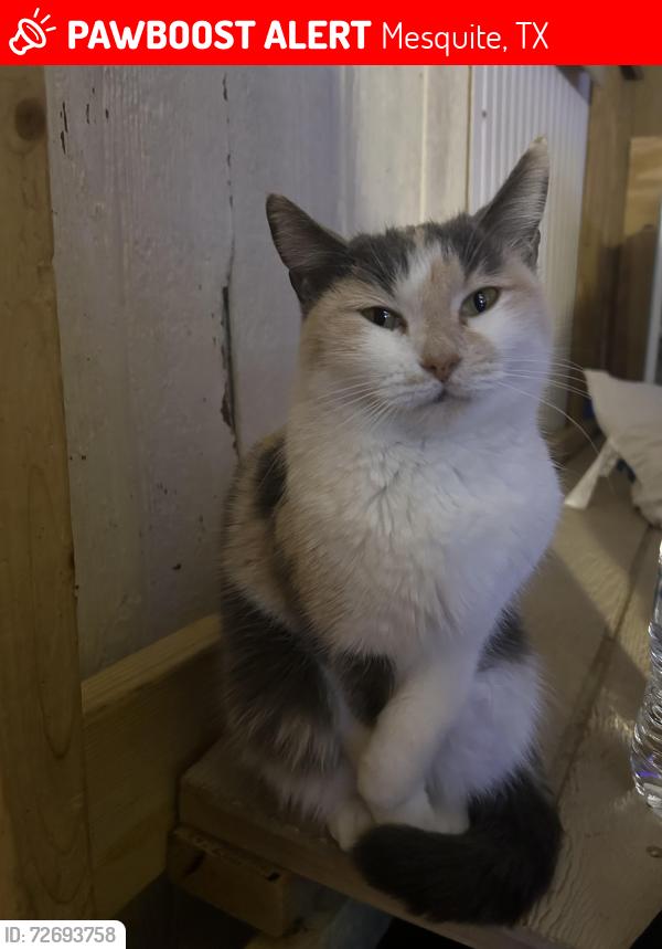 Lost Female Cat last seen Buffalo dr and Wagon wheel in trailer park, Mesquite, TX 75181
