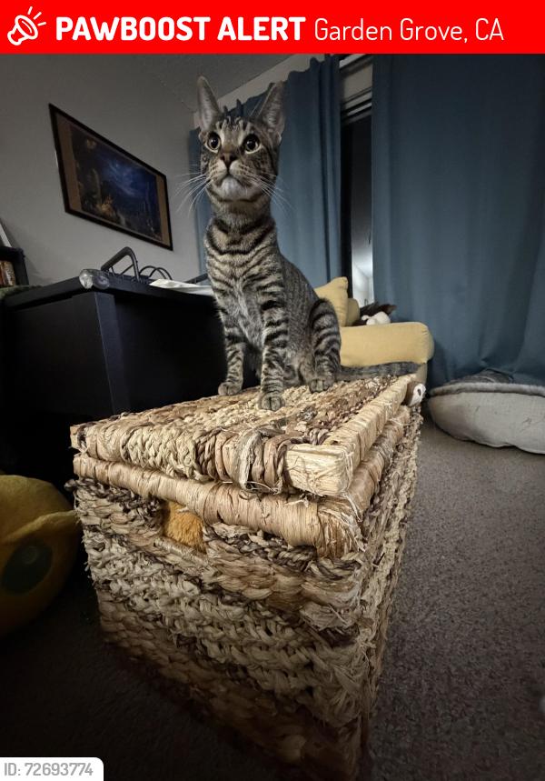 Lost Male Cat last seen Katella and Brookhurst, Garden Grove, CA 92840