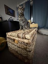 Lost Male Cat last seen Katella and Brookhurst, Garden Grove, CA 92840