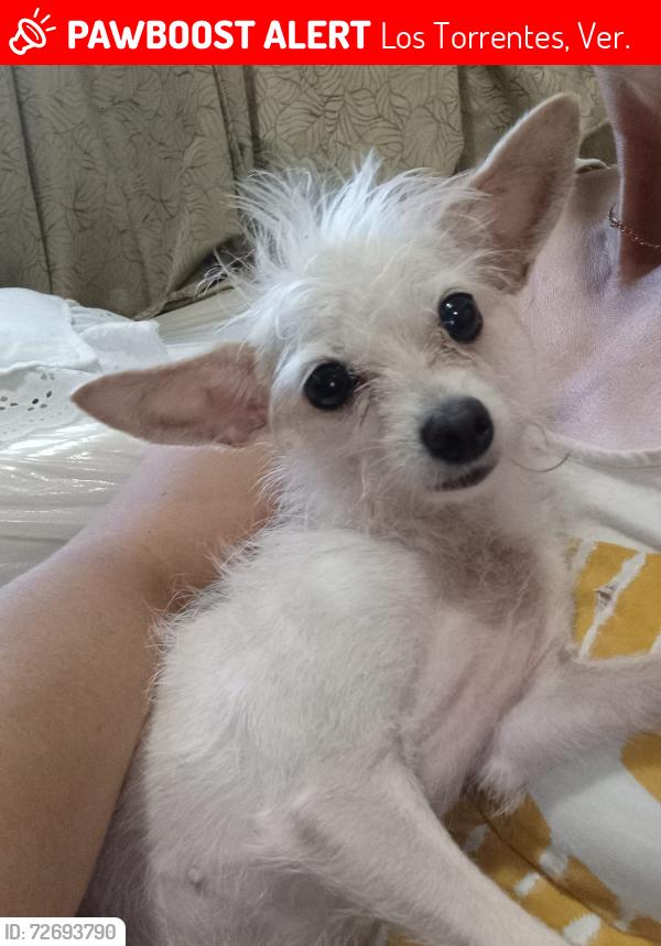 Lost Female Dog last seen Casa verde #198, Los Torrentes, Ver. 91808