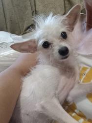 Lost Female Dog last seen Casa verde #198, Los Torrentes, Ver. 91808