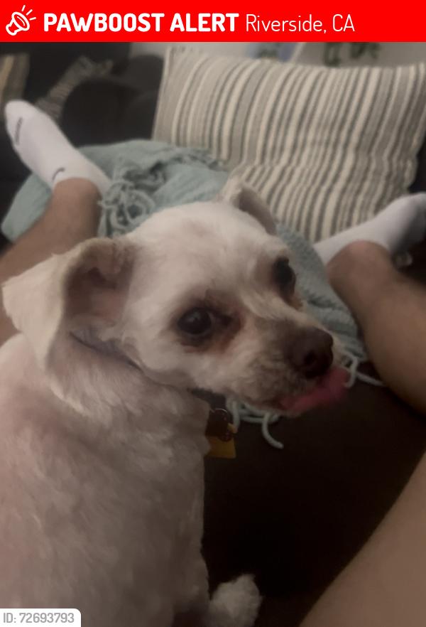 Lost Female Dog last seen Near Queen Anne lane, Riverside, CA 92508