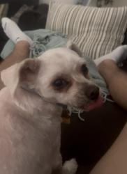 Lost Female Dog last seen Near Queen Anne lane, Riverside, CA 92508