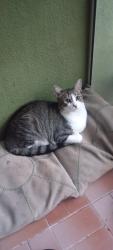 Lost Male Cat last seen Rua Ventos do Sul 575 Vila Nova, Vila Nova, RS 91750-780