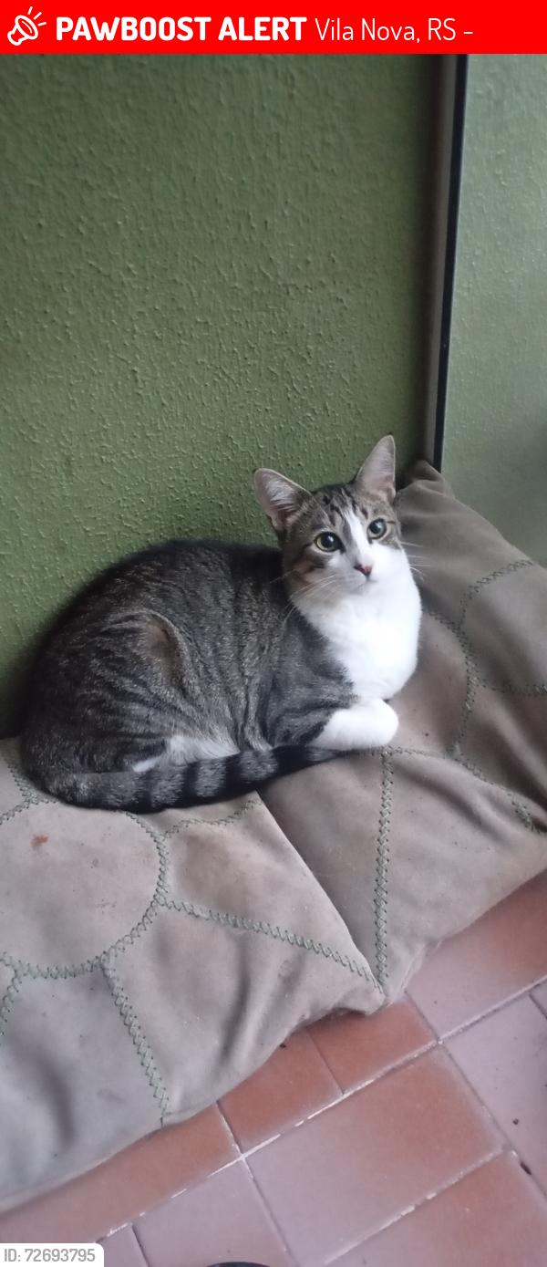 Lost Male Cat last seen Rua Ventos do Sul 575 Vila Nova, Vila Nova, RS 91750-780
