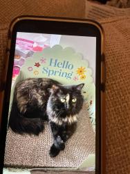Lost Female Cat last seen Huntington and Crestwood Court, Algonquin, IL 60102