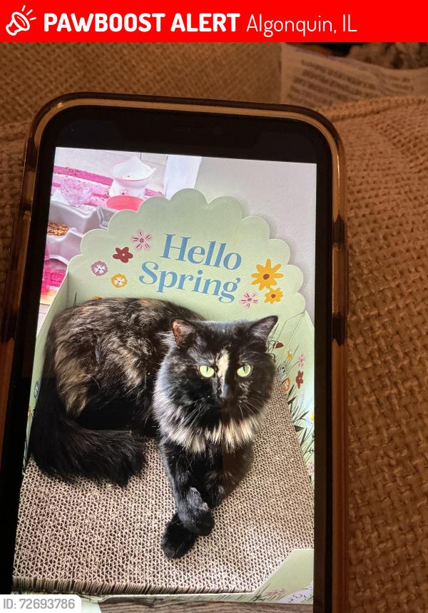 Lost Female Cat last seen Huntington and Crestwood Court, Algonquin, IL 60102