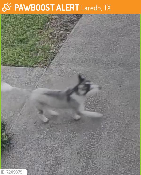 Found/Stray Unknown Dog last seen Monaco Subdivision , Laredo, TX 78045