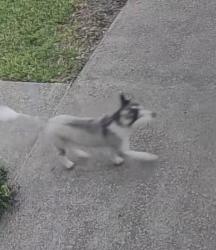 Found/Stray Unknown Dog last seen Monaco Subdivision , Laredo, TX 78045