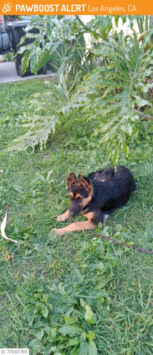 Found/Stray Male Dog last seen Cochran Ave and Apple st, Los Angeles, CA 90016