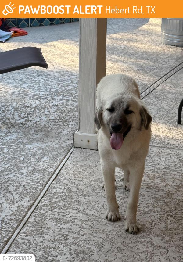 Found/Stray Female Dog last seen Hebert Rd and Sharp Rd, Beaumont, TX 77705