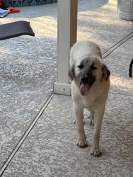 Found/Stray Female Dog last seen Hebert Rd and Sharp Rd, Beaumont, TX 77705