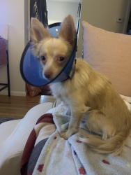 Found/Stray Male Dog last seen Harrison/Bryn Mawr, Minneapolis, MN 55405