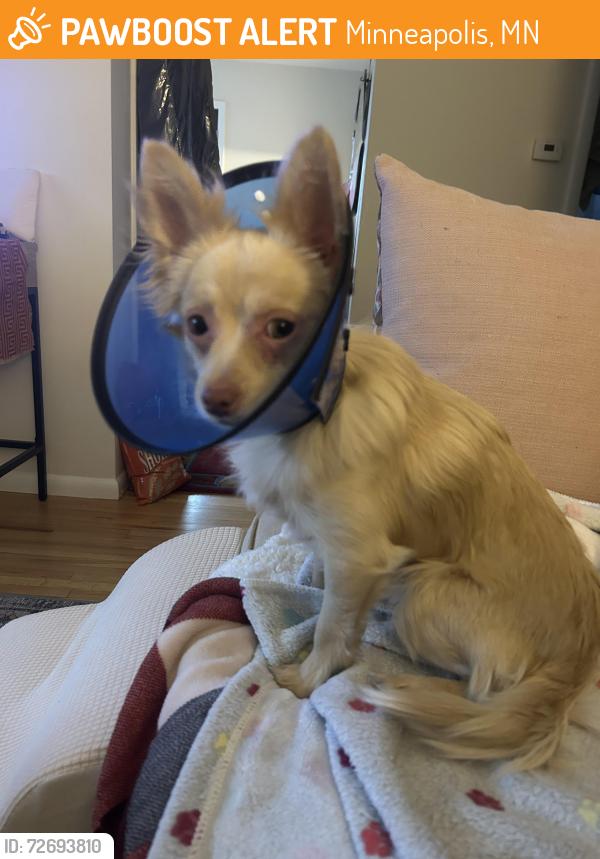Found/Stray Male Dog last seen Harrison/Bryn Mawr, Minneapolis, MN 55405