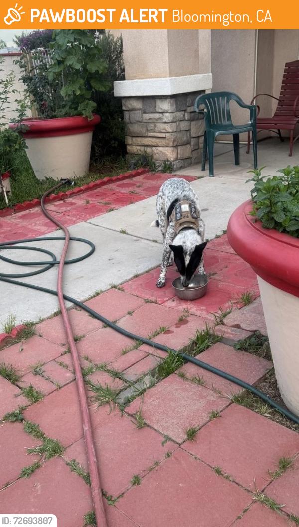 Found/Stray Unknown Dog last seen Royal ln and pine st, Bloomington, CA 92316