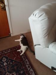 Lost Female Cat last seen 10 Mile Centerline , Center Line, MI 48015