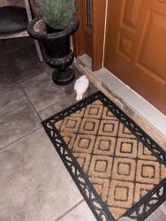 Found/Stray Unknown Bird last seen Montak hwy, Copiague, NY 11726