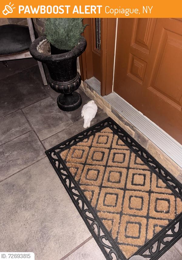 Found/Stray Unknown Bird last seen Montak hwy, Copiague, NY 11726