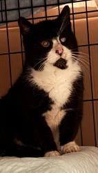 Found/Stray Unknown Cat last seen Columbus street, Roseto, PA 18013