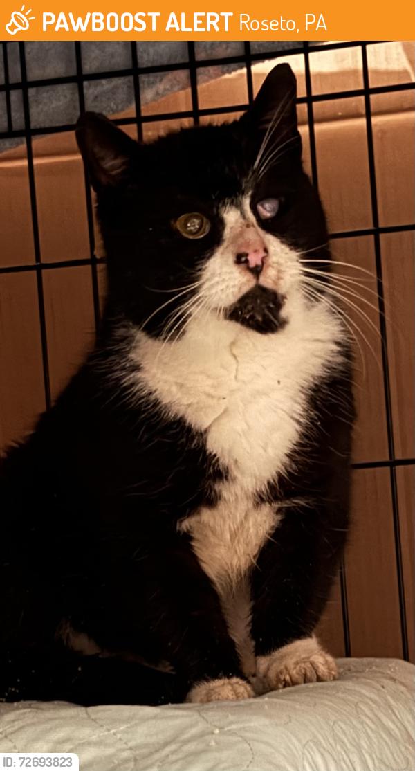 Found/Stray Unknown Cat last seen Columbus street, Roseto, PA 18013