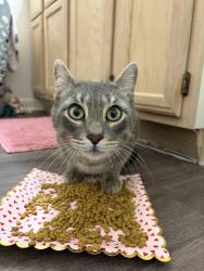 Found/Stray Male Cat last seen By the enclave apmt office, College Station, TX 77840