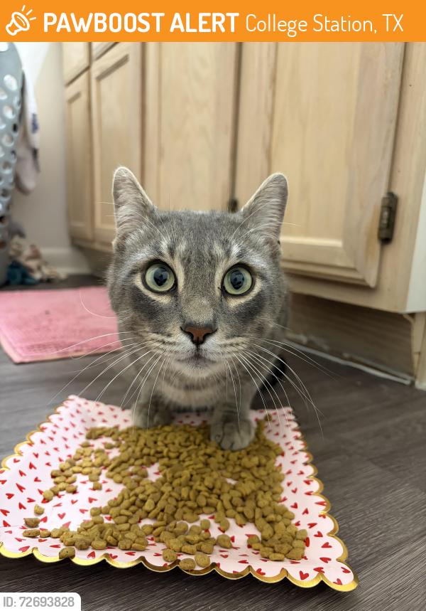 Found/Stray Male Cat last seen By the enclave apmt office, College Station, TX 77840
