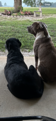 Lost Male Dog last seen Hey. 18 in Quitman, Quitman, MS 39355