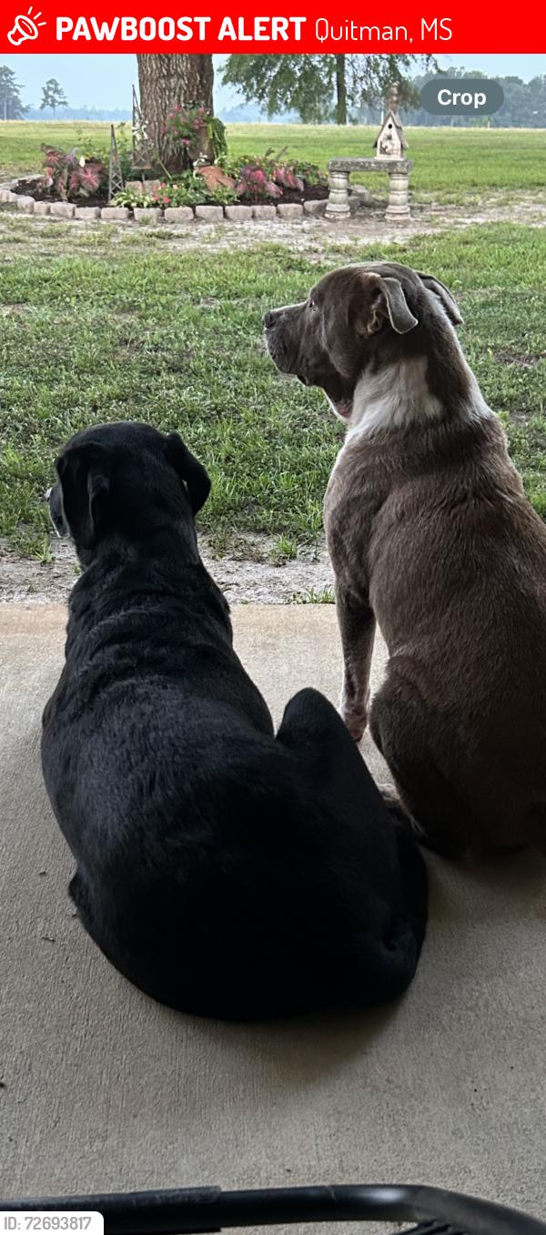 Lost Male Dog last seen Hey. 18 in Quitman, Quitman, MS 39355