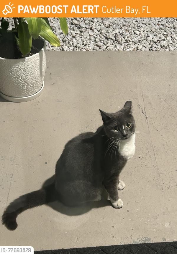 Found/Stray Female Cat last seen Garden walk apmts , Cutler Bay, FL 33189