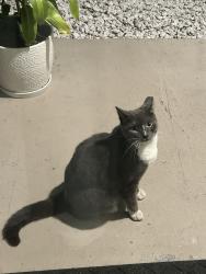 Found/Stray Female Cat last seen Garden walk apmts , Cutler Bay, FL 33189