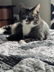 Lost Male Cat last seen Moore and Cottage Grove, Akron, OH 44319