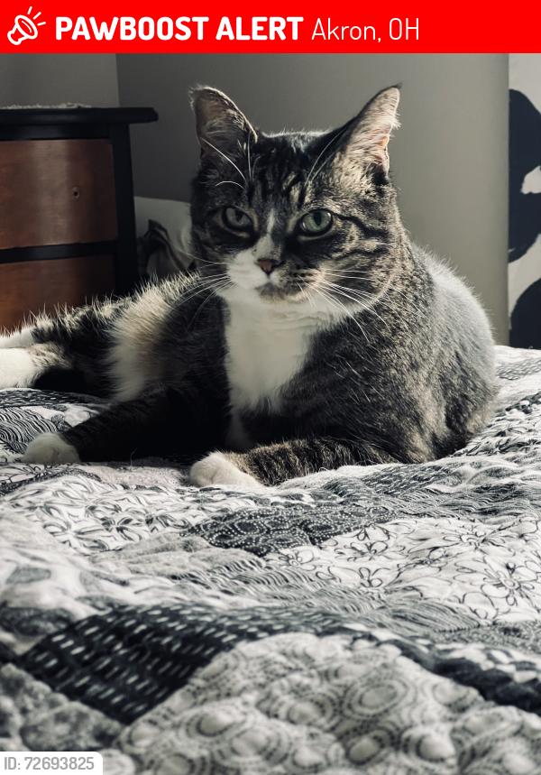 Lost Male Cat last seen Moore and Cottage Grove, Akron, OH 44319