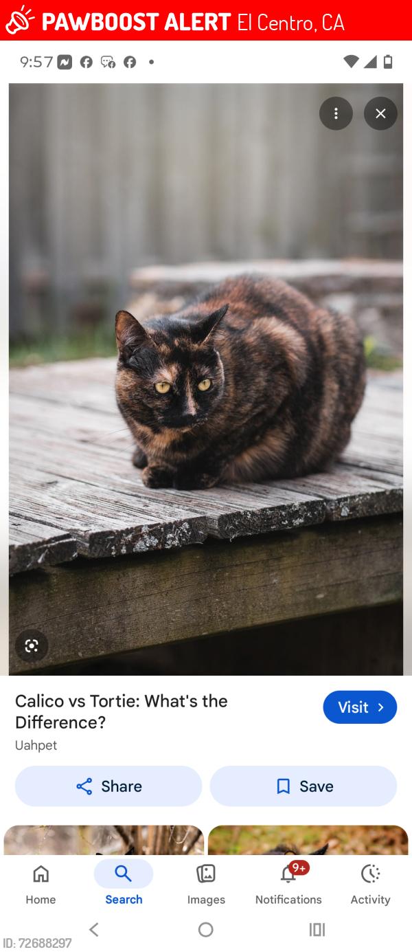 Lost Female Cat last seen Near the Library on S Imperial Street, El Centro, CA 92243