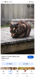 Lost Female Cat last seen Near the Library on S Imperial Street, El Centro, CA 92243